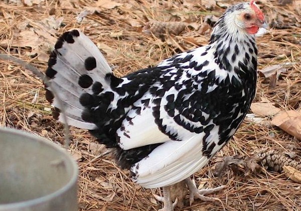 Ayam Hamburg