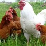 10 Jenis Ayam Petelur yang Paling Bagus