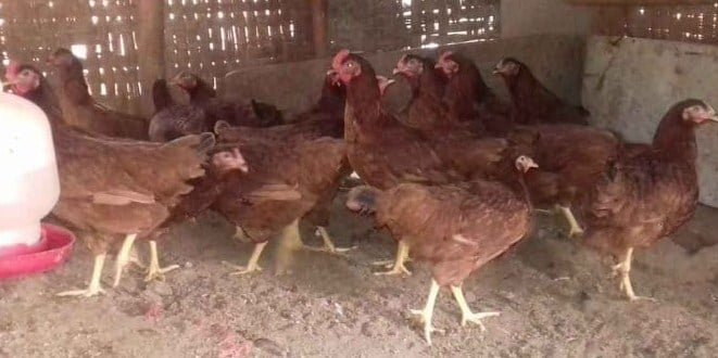 8 Cara Ternak Ayam Petelur Skala Kecil